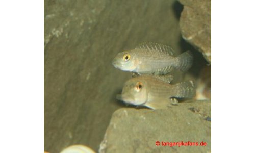 Lamprologus callipterus